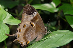 0686 Butterfly Sanctuary Kuranda